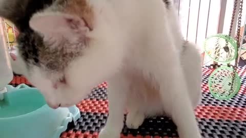Very cute kittens and animals