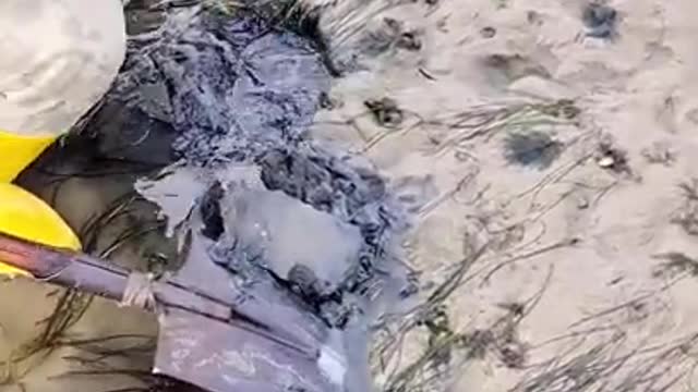 Grandfather looking for sea claims in mud