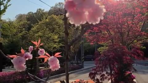 Footpath flowers