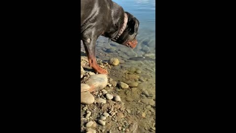 This Dog Catches Fish Better Than Most Humans ! 