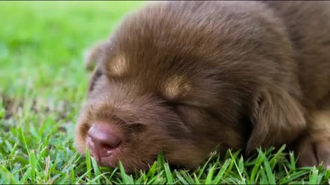 CACHORINHOS DORMINDO DECANÇANDO