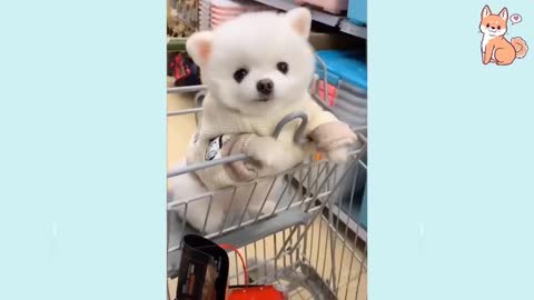 Funny Dog Videos 2021🤣 🐶 It's time to LAUGH with Dog's life