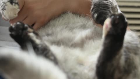 Cute Cat Video #pets #viral #shorts #cats