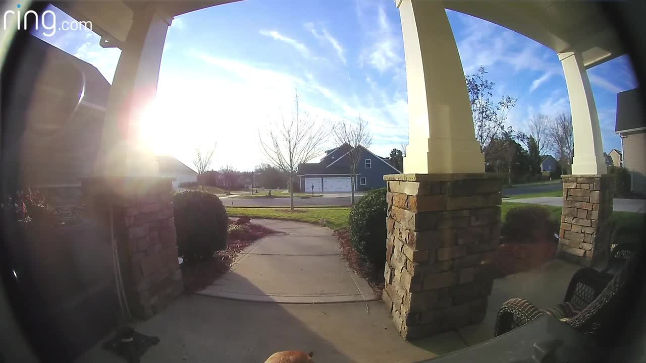 Watch how this dog uses a ring doorbell to get back in the house