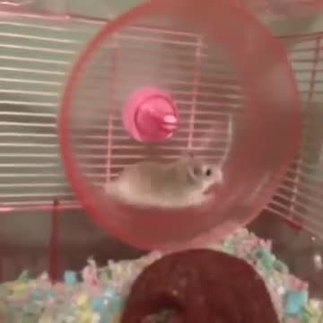 Funny Hamster Fail!