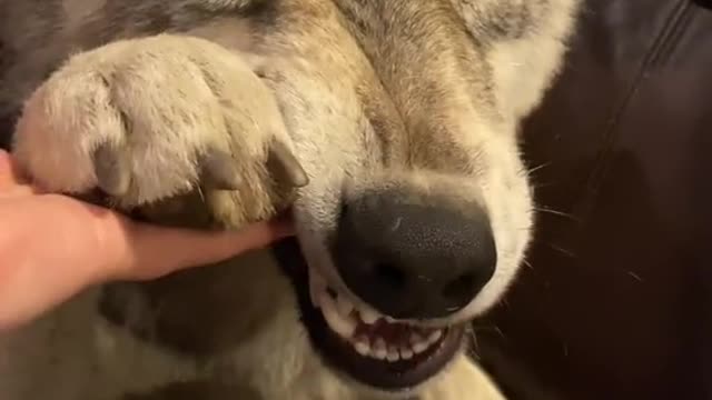 No such a dog