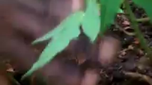 Wingroupagri πππππProjet * Papaya Solo (Le sunrice original quality Agboville * very) part 3