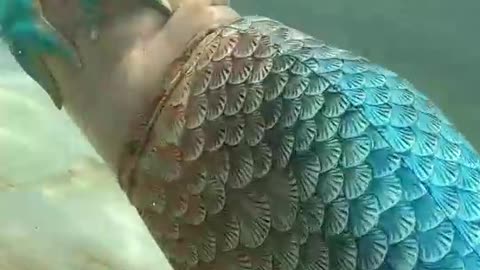 mermaid tank mermaid aquarium best mermaid tails mermaid video