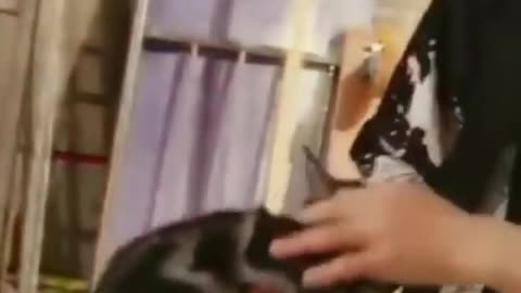 Cat yelling loudly for help when stuck in the rooftop