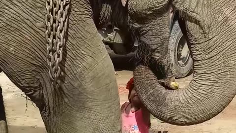 Elephant and baby