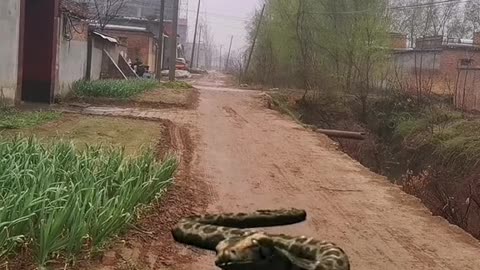 snakes and tigers are killing each other