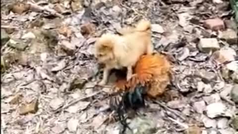 chicken vs Dog fight funny 🐶