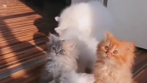 Fun World #1 | Cute Kittens