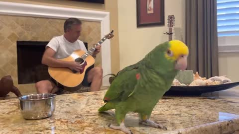 The parrot sings with his amazing music friend