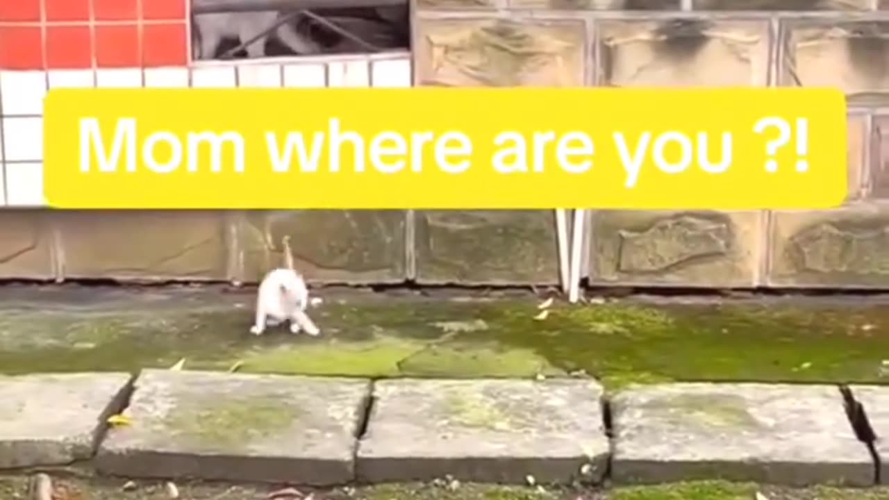 Most funny cat video