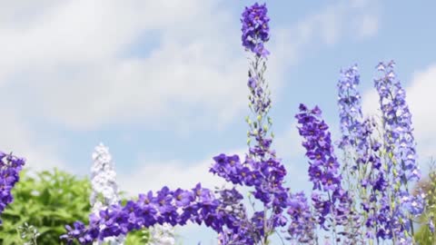 flowers in the sun to the music