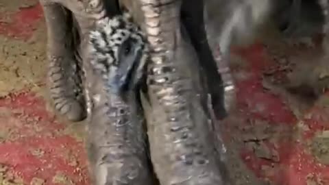 Amazing animal in Ukraine
