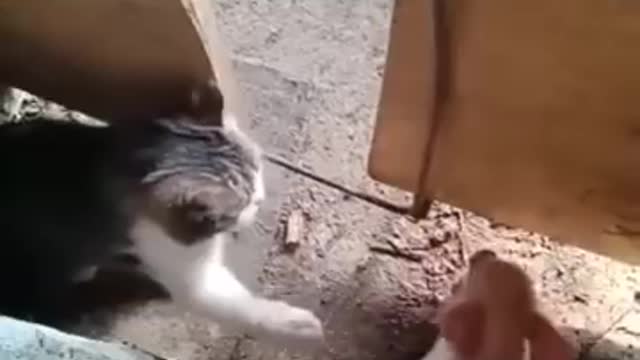 Best funny animals | funny animals video | funny video | funny cat video