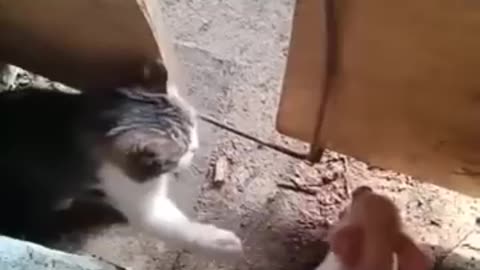 Best funny animals | funny animals video | funny video | funny cat video