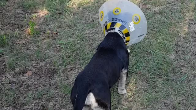 Tinkles Singh rocking her cone after vets visit