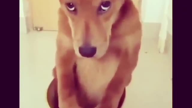 Funny dog video compilation| funny movement of dogs.