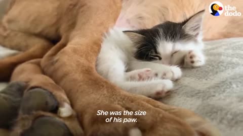 135-Pound Dog Becomes Obsessed With A Tiny Kitten