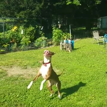 Pit Bull disfruta de su juego atrapando un globo