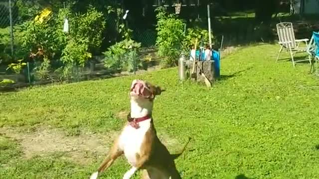 Pit Bull disfruta de su juego atrapando un globo