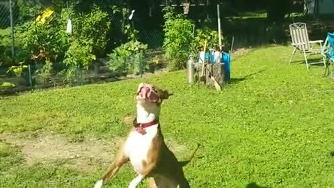 Pit Bull disfruta de su juego atrapando un globo