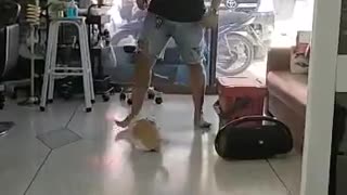 Cat Likes When Human Pushes Her on Slick Floors