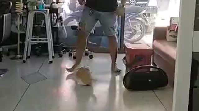 Cat Likes When Human Pushes Her on Slick Floors