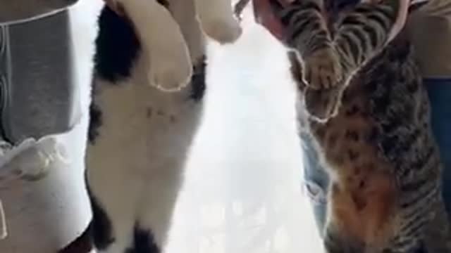 FUNNY 2 CATS DANCING TOGETHER CUTE