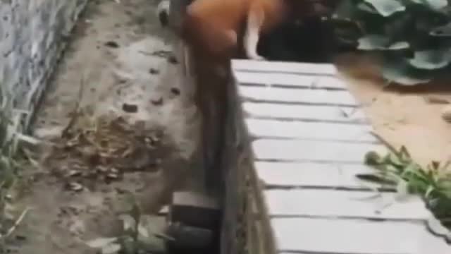 Dog teaches lesson in humanity