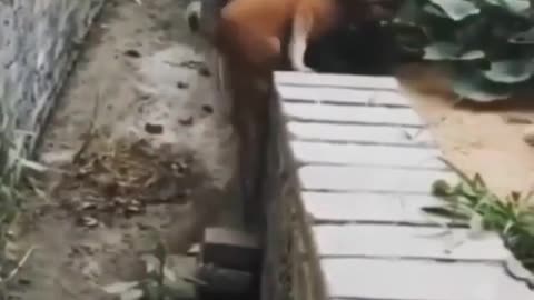 Dog teaches lesson in humanity