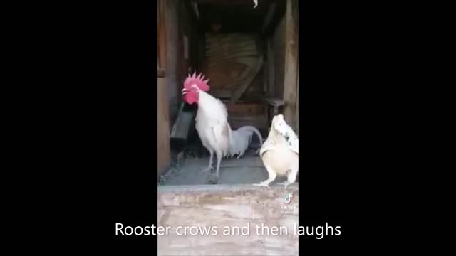 Rooster crows and then laughs