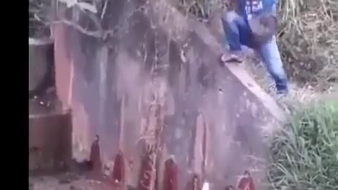 This is a beautiful and charming water-dwelling species