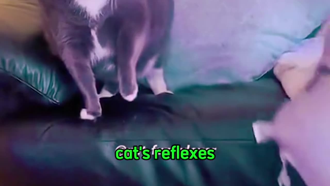 Cat-Like Reflexes: Cat Compilation