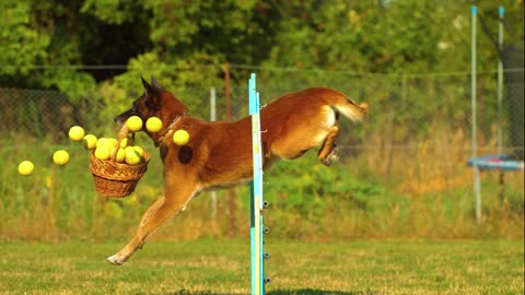 Dog With A Basket Jumping A Hurdle