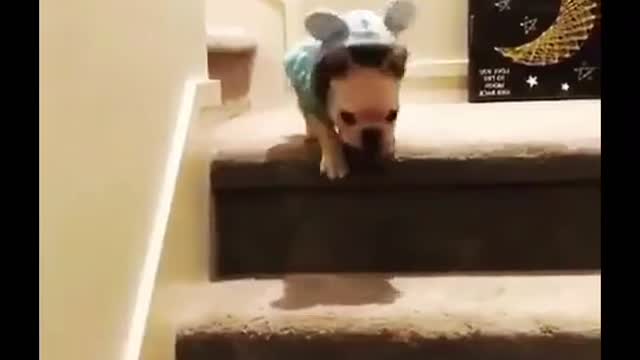 Fun dog video😃