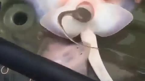 This is a beautiful and charming water-dwelling species