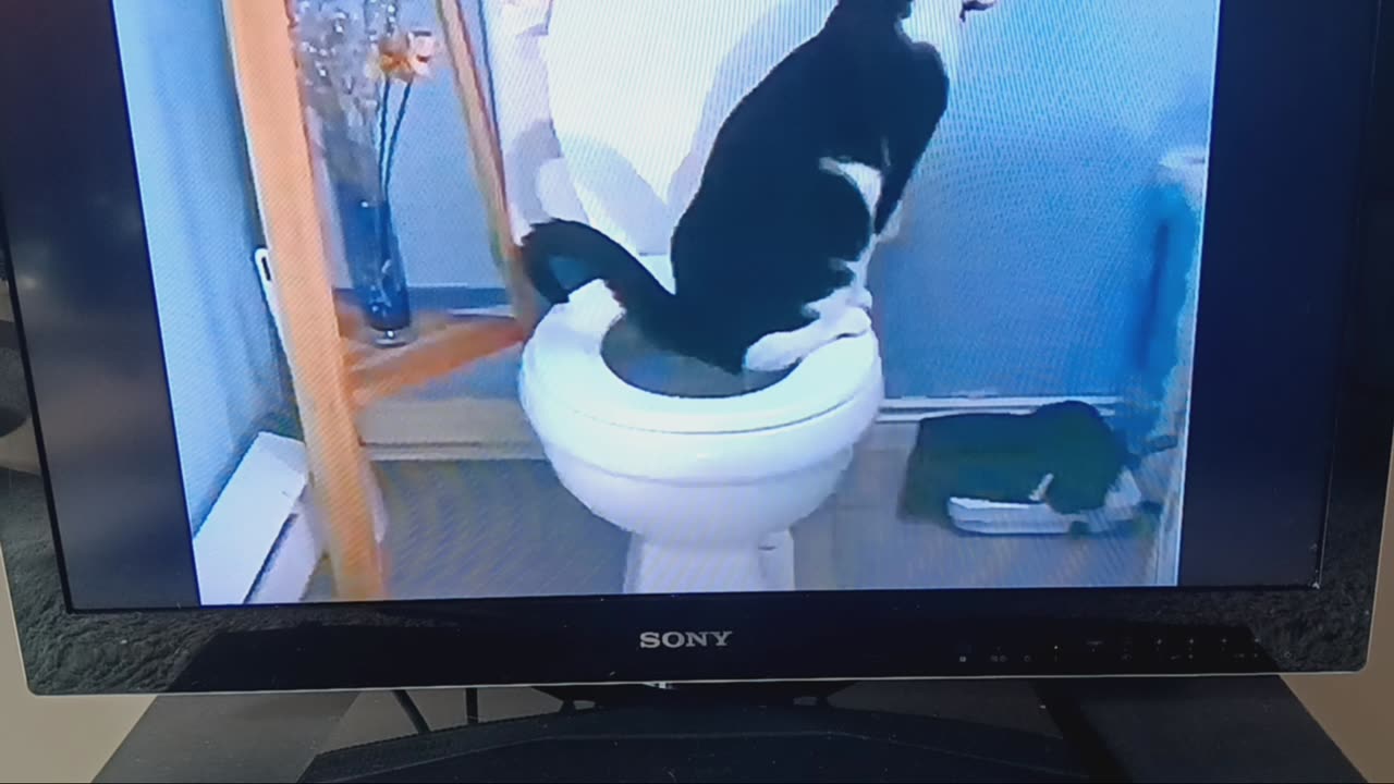 Cat using the toilet