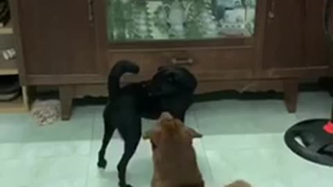 Dogs dancing