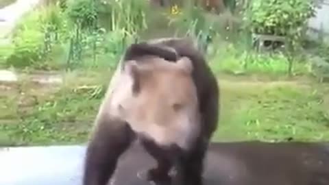 Funny bear video