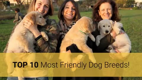 Top 10 Most Friendly Dog Breeds In The World 2020! 🐕