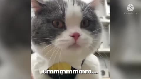 Cats talking !! these cats can speak english better than hooman