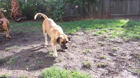 14 Dogs of War [aggressive dogs]