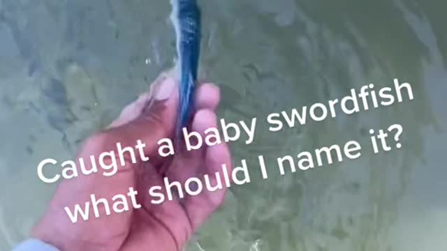 Caught a baby swordfish what should I name it?