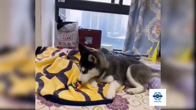 Funny dogs and cats videos Funny animals - funny pets