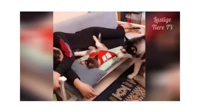 DOG caring for the owner while He Sleeps