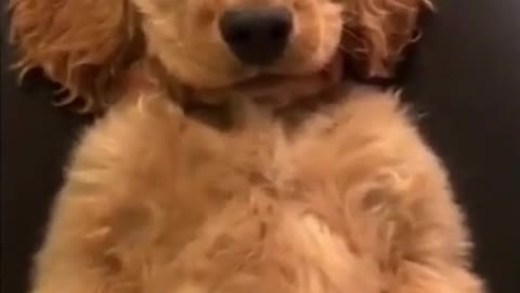 AWW CUTE BABY ANIMALS - Funny and cute moments of animal loving family - OMG Animls Soo Cute